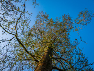 Tall Cat Tree with Clear Blue Sky