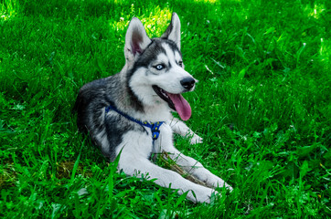 On the green grass lies the husky. Tongue out