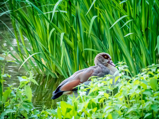 Duck Hiding in Reed