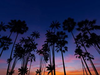 Fototapeta na wymiar Silhouettes of palm trees against the sky. Tropical sunset background