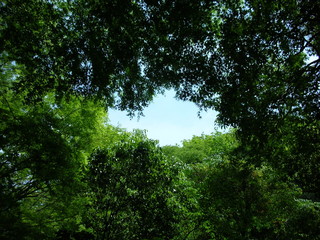 新緑からの青空