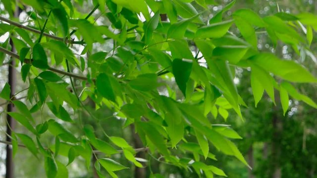 Liliac tree branches with fresh leaves slow motion on wind