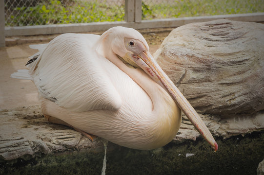 Closeup great white pelican (Pelecanus onocrotalus)