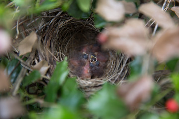 Hungry birds