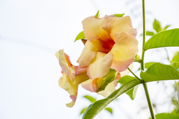 Flower called Allamanda 