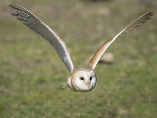 Barn owl (Tyto alba) flying in the forest