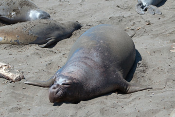 Northern Elephant Seal sunning at the Piedras Blancas Elephant Seal colony on the Central Coast of California USA