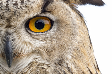 Close up portrait of an owl (Bubo bubo) - 149454781