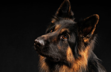 german shepherd, langhaar, altdeutscher Schäferhund