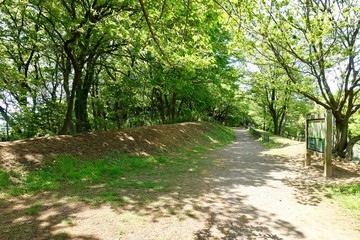 新緑の散歩道