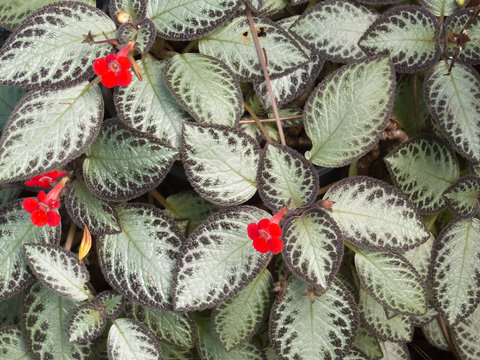 Garden with pattern of leaves of Episcia or plant carpet with red flower