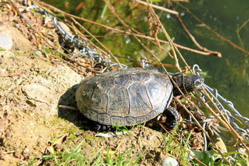 Tortoise among branches on shore of the pond.
