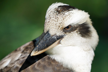 Australian Laughing Kookaburra  - Head Closeup