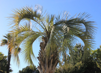 Palm tree against the sky and trees.