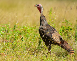 Wild eastern hen turkey in a field in late summer