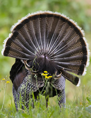Male wild turkey, seen in the wild in  North California