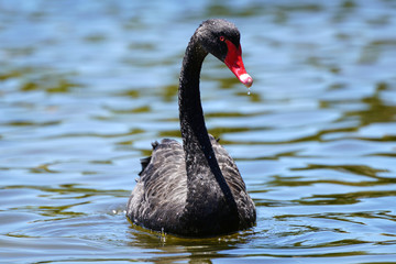 Fototapeta premium Australian Black Swan - Gold Coast, Queensland