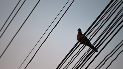 Bird on wire in sunset, Bangkok Thailand