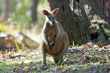 Naklejka na ściany i meble Australian Swamp Wallaby - Elanora Qld Australia