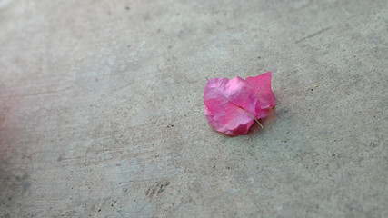 Pink paper flower on cement floor
