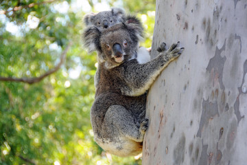 Elanora Koalas mother and joey in Gumtree, Queensland Australia - obrazy, fototapety, plakaty