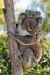 Ingelijste posters Koala& 39 s moeder en baby - Gold Coast, Queensland, Australië © Paul Moir