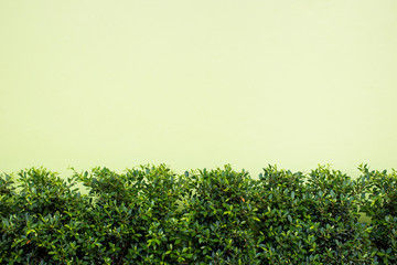 Naklejka premium Green bush beside the wall close up background.