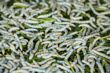 Silk Worm eating leaf Indian mulberry. Background ,Thailand