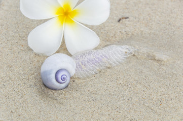 Fototapeta na wymiar Purple spiral shell in the sand