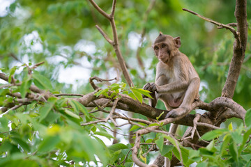 little monkey (Macaque rhesus) sitting on a tree branch 