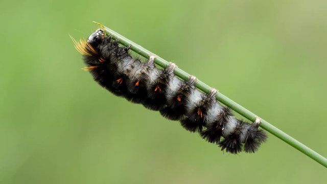 4K Agreeable Tiger Moth (Spilosoma congrua) Caterpillar 3
