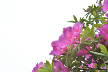 ツツジの花　白バック

