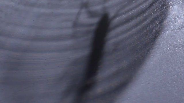 Scary toxic centipede shadow, disgusting poisonous insects capturing planet