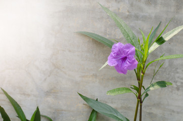 Popping pod flower on cement wall background. Scientific name Ruellia tuberosa linn
