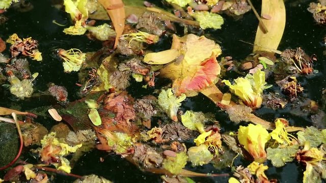 Beautiful fallen flowers and leaves floating on green water. Flowers of yellow Peltophorum pterocarpum, copperpod and red Delonix regia, flame tree