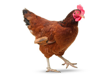 brown hen isolated on white, studio shot,chicken