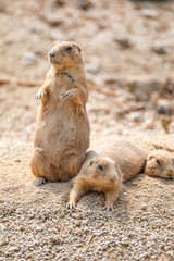 ミーアキャットのポートレート