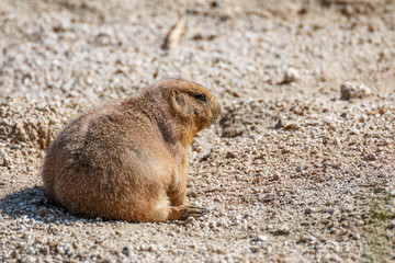 プレーリードッグ