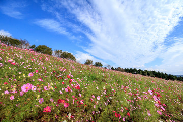 コスモス畑＠長崎県諫早市白木峰