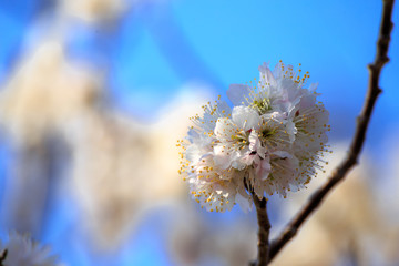 Fototapeta premium 桜の花