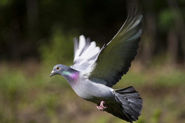 Dove