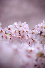 桜の花