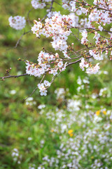 桜の花