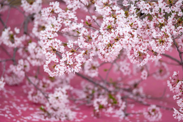 桜の花