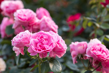 薔薇の花