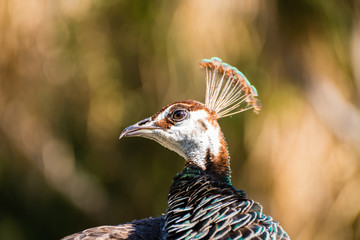 Portrait of a peahen.