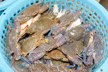 Fresh Blue Swimming Crab in the seafood market