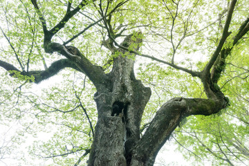 Fototapeta na wymiar 常緑樹、クスノキ、 エコロジー