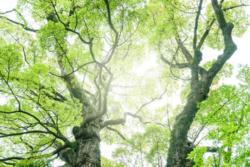 常緑樹、クスノキ、 エコロジー