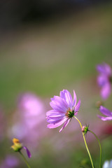 Fototapeta premium コスモス畑